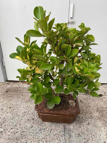 Bonsai De Ebonimus Variegado