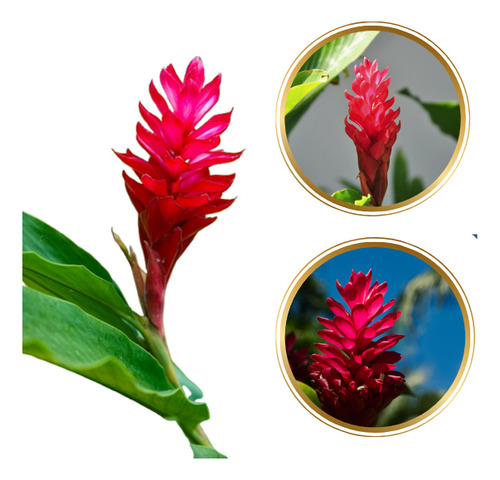 Alpínia Púrpurata (gengibre Vermelho). (10 Bulbos) Vermelho