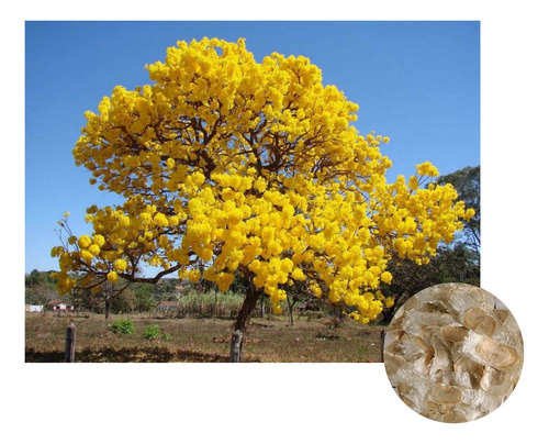 Sementes De Ipê Amarelo Cascudo 2g