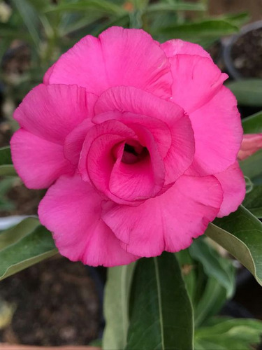 Adenium Rosa Del Desierto Fiusha
