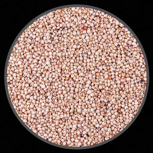 Sorgo Branco - 500g