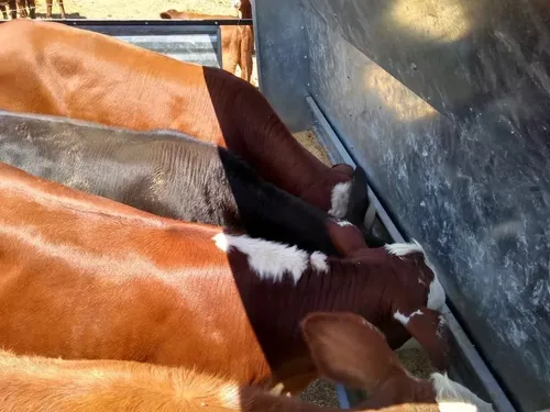 Comedero Autoconsumo Feedlot Creep Feeding Vacuno 3 Ton