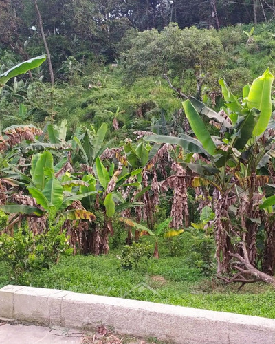 Imagen 8 de 14 de Se Vende Finca De 6,6 Has En Bejuma Carabobo
