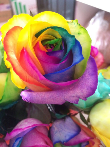 Rosal Arcoíris Único + Regalo
