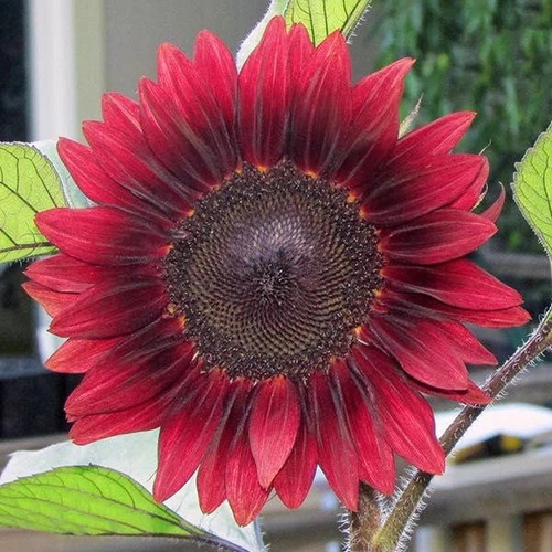 Semillas De Girasol Rojo