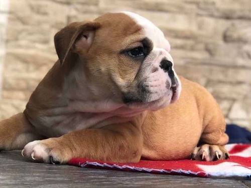 Imagen 6 de 10 de Cachorros Bulldog Inglés Con Pedigri Kcu