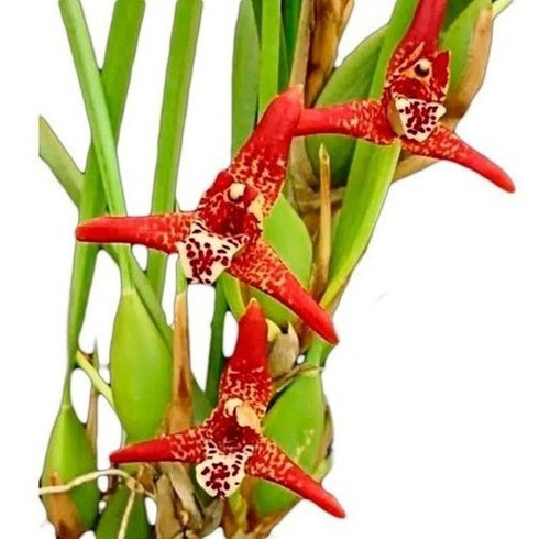 Orquidea Maxillaria Tenuifolia Adulta. Cheirinho De Coco.!!!