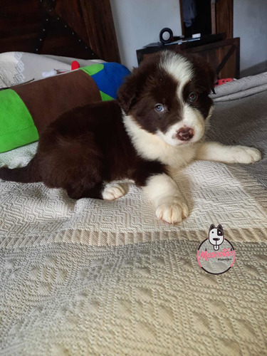 Espectaculares Cachorros Border Collie Mascotas Rionegro Med