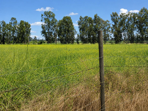 Parcela Plana De 5000m2 Dentro De Proyecto En Morza, Teno