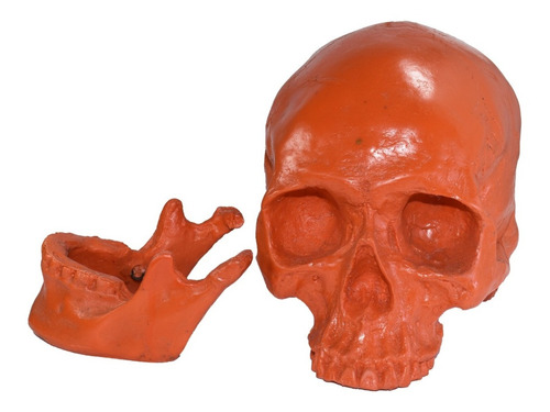 Cráneo Grande Humano De Resina, Mandíbula Articulada Colores