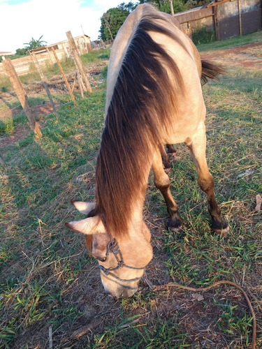 Crioulo