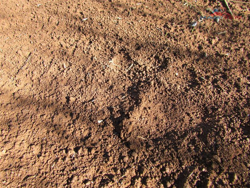 Imagen 9 de 10 de Agrícola En Venta En Traiguén