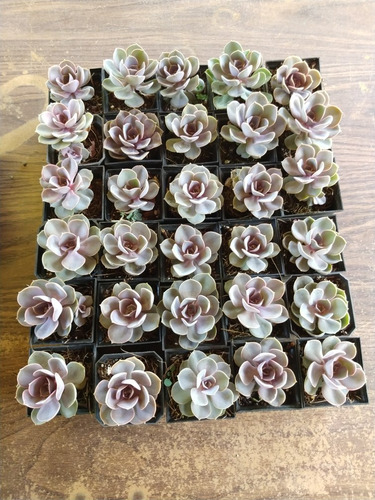 Echeveria Perle Von Nuremberg 30 Pzas Envio Dhl