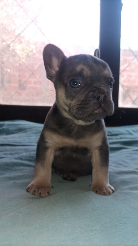 Bulldog Frances Lilac Y Pied Lilac Machos Y Hembra Exóticos 