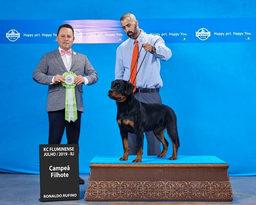 Filhotes De Rottweiler !! Alto Padrão Genético