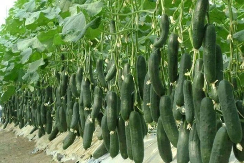 100 Semillas De Pepino Verde De 1°