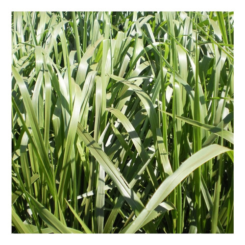 Brachiaria Piatã 2kg Sementes Incrustadas