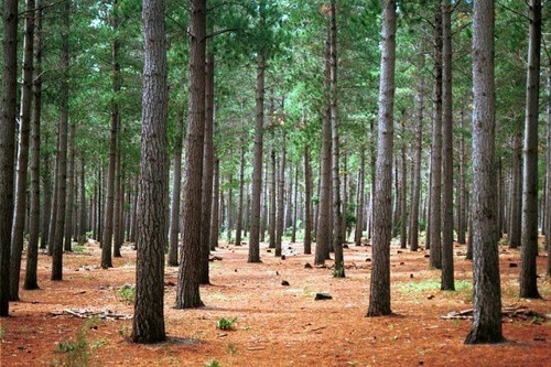 Imagem 2 de 4 de 300 Sementes Pinheiro Pinus (elliotti) - Reflorestamento
