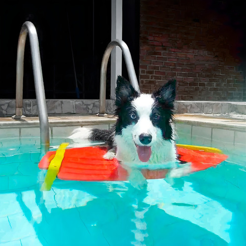 Escalera de piscina antiahogamiento para cachorros Save Dog