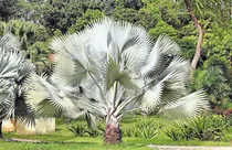 Comprar De Plata Semillas De Palmera Para Plantar 3 Semillas Bismarc