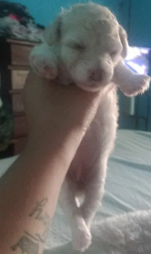 Caniches!mini!
