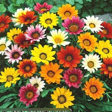 Semillas De Flores Gazania. Mix Colores  (100 Uds.)