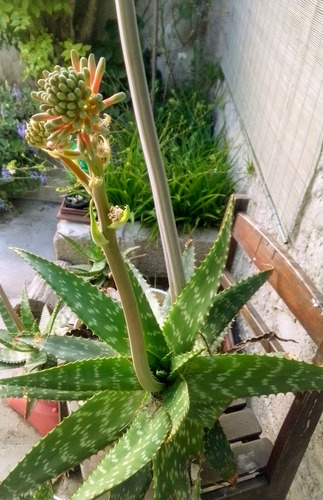 Imagen 1 de 4 de Hermosa Planta Aloe Grande