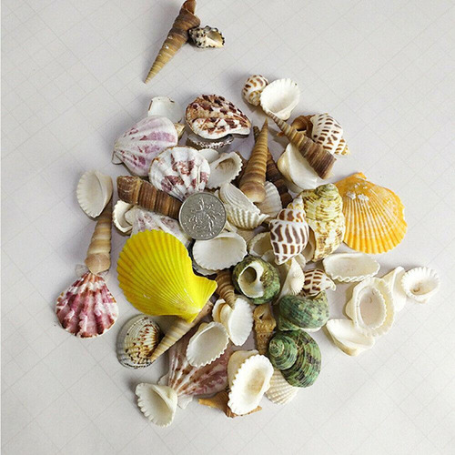 Micropaisaje Para Pecera Con Conchas Marinas Mixtas De Playa