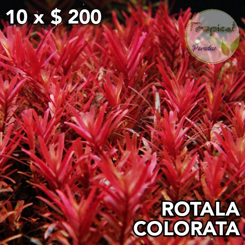 Rotala Colorata Planta Acuario Plantado 