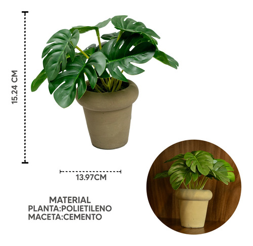 Monstera En Maceta De Cemento 15cm Color Café Hogar Interior
