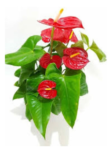 Anturio Anthurium Special - H E R M O S A
