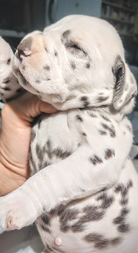 Cachorros Dalmatas.