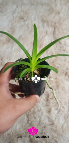 1 Muda Orquidea Vanda Azul