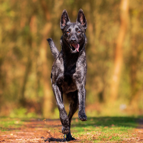 2 Pz Silbato Ultrasónico Entrenamiento Canino Adiestramiento