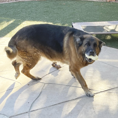 Cesta De Regalo Para Perros Con Forma De Celosía Para Razas