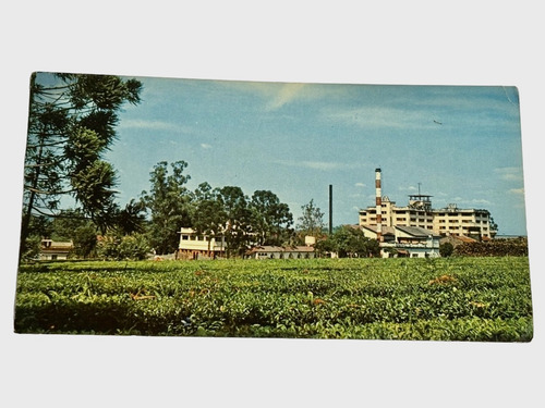 Postal Misiones Campo Vera Plantación Secadero De Té #1721/1