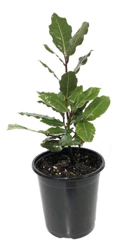 Planta Laurel Comestible - Original - E.g Caba Y Gba