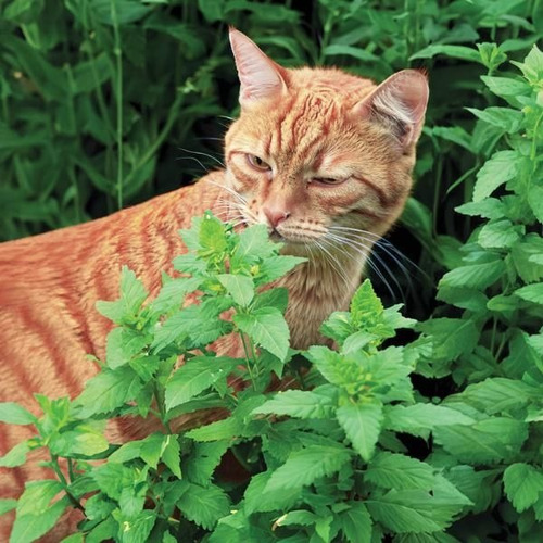 Semillas De Catnip, Nepeta Cataria Orgánica Alta Germinacion