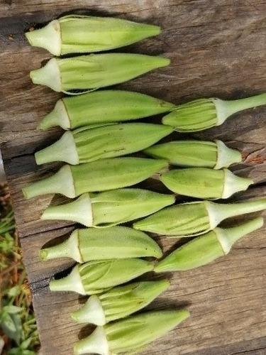 Semillas De Candia, Okra, Quimbombo Más De 30 Semillas