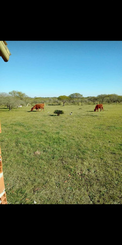 Imagen 1 de 8 de Dueño Permuvendo 2 Hectareas Talita Cdu Entre Ríos