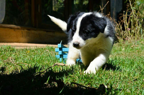 Border Collie - Fêmea - Linhagem De Campeões- Pedigree Cbkc