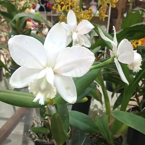 Cattleya Loddigesii Alba Orquídea Branca Exótica Coleção