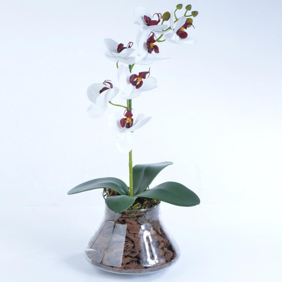 Orquidea Catasetum Branca Com Miolo Vinho Jardim | MercadoLivre 📦