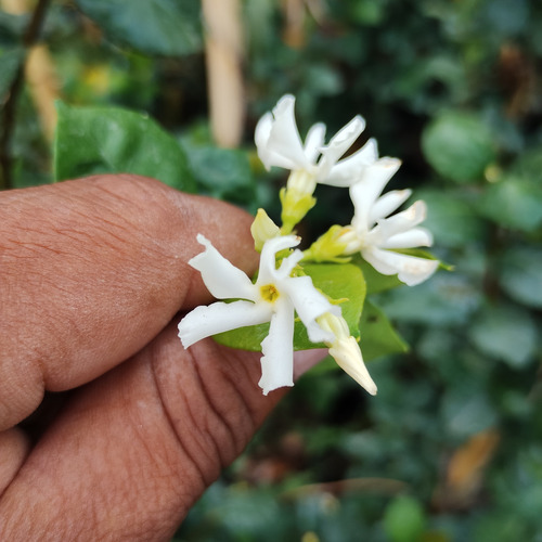 6 Enredadera Jazmín Doble Hélice Y 1 Jazmín De Madagascar
