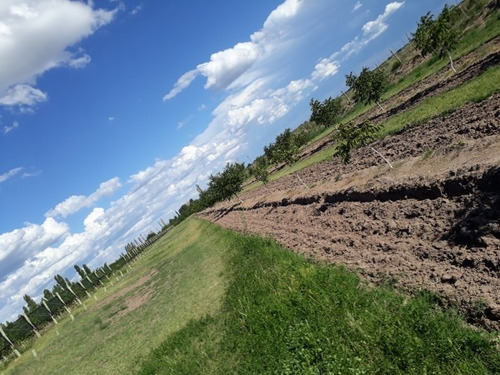 Imagen 13 de 14 de Finca En Las Paredes - 10 Hectareas 1º Regante