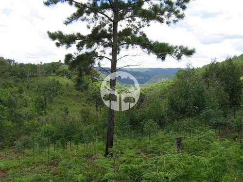 Imagem 4 de 5 de Lote / Terreno Em Caracol - Canela - 20571