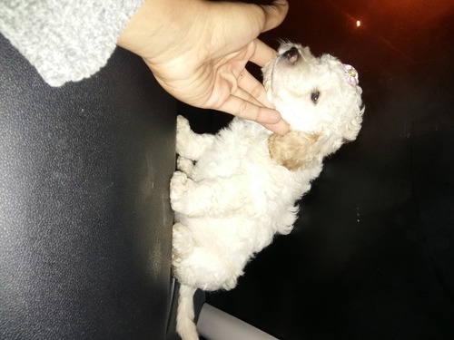 Filhotes De Poodle Micro Toy Minúsculos Entrego Ou Retire