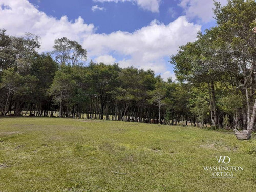 Imagem 4 de 21 de Chácara À Venda, 8500 M² Por R$ 260.000,00 - Zona Rural - São José Dos Pinhais/pr - Ch0060