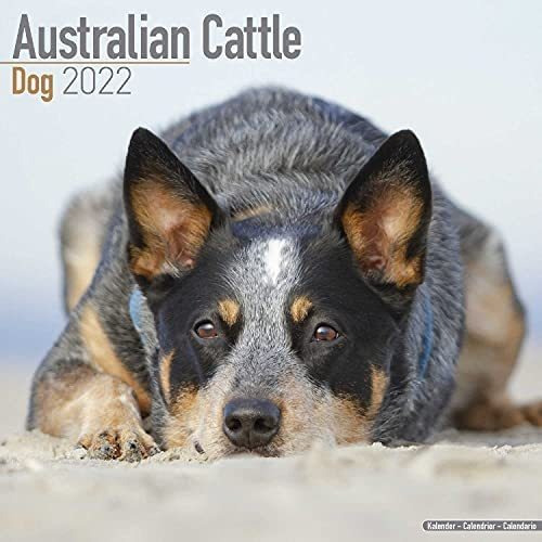 Libro: Calendario De Perros De Ganado Australiano De Razas