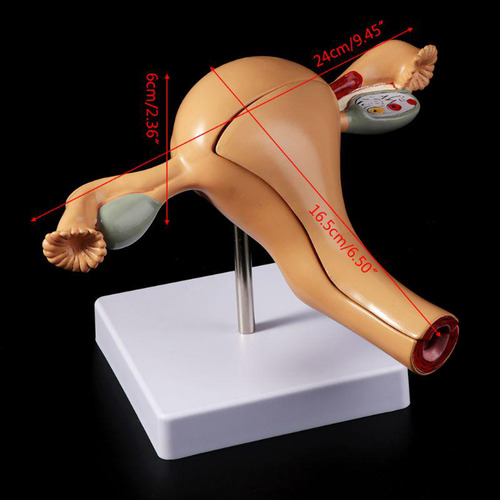 Modelo Anatômico Do Órgão Reprodutor Feminino, Útero, Vagina